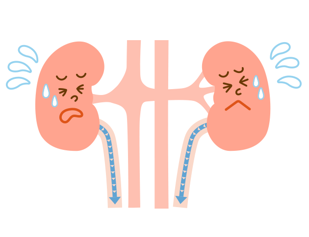 腎臓の機能が低下すると、尿の量が増えます。