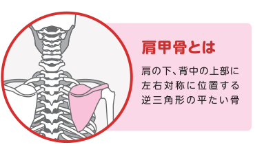 肩甲骨とは。肩の下、背中の上部に左右対称に位置する逆三角形の平たい骨