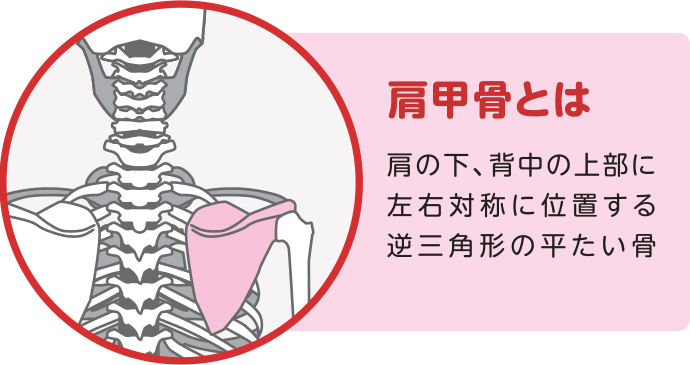肩甲骨とは。肩の下、背中の上部に左右対称に位置する逆三角形の平たい骨