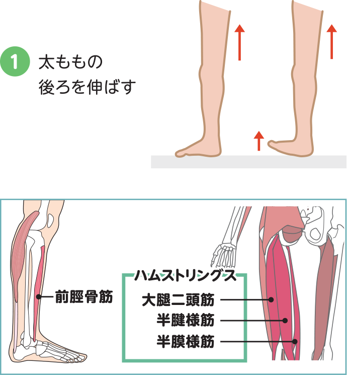 1.太ももの後ろを伸ばすイラスト説明「前脛骨筋」・「ハムストリングス」は大腿二頭筋、半腱様筋、半膜様筋で構成されます