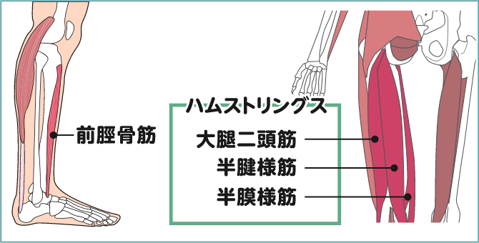 ハムストリングス・前脛骨筋を鍛えよう_02