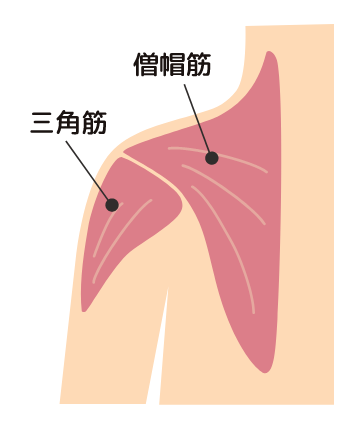 肩の筋肉を鍛えて肩こりを防止！