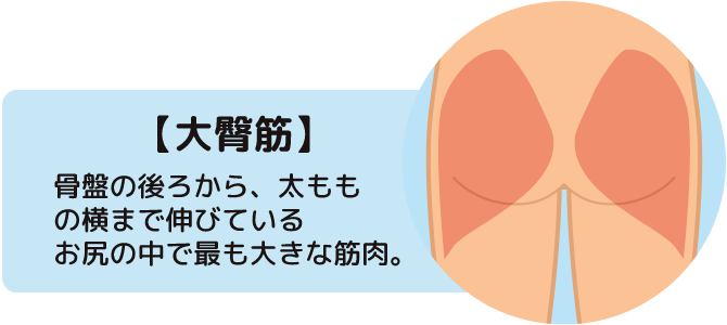 歩行の大事なサポーター！お尻の筋肉大臀筋