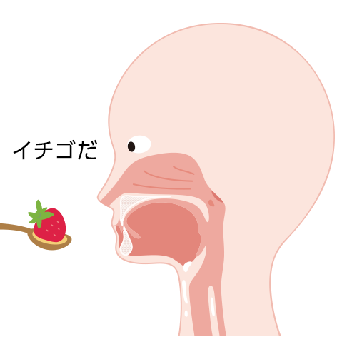 先行期 「イチゴだ！」などというように目や香りなどで、食べ物であることを認知します。