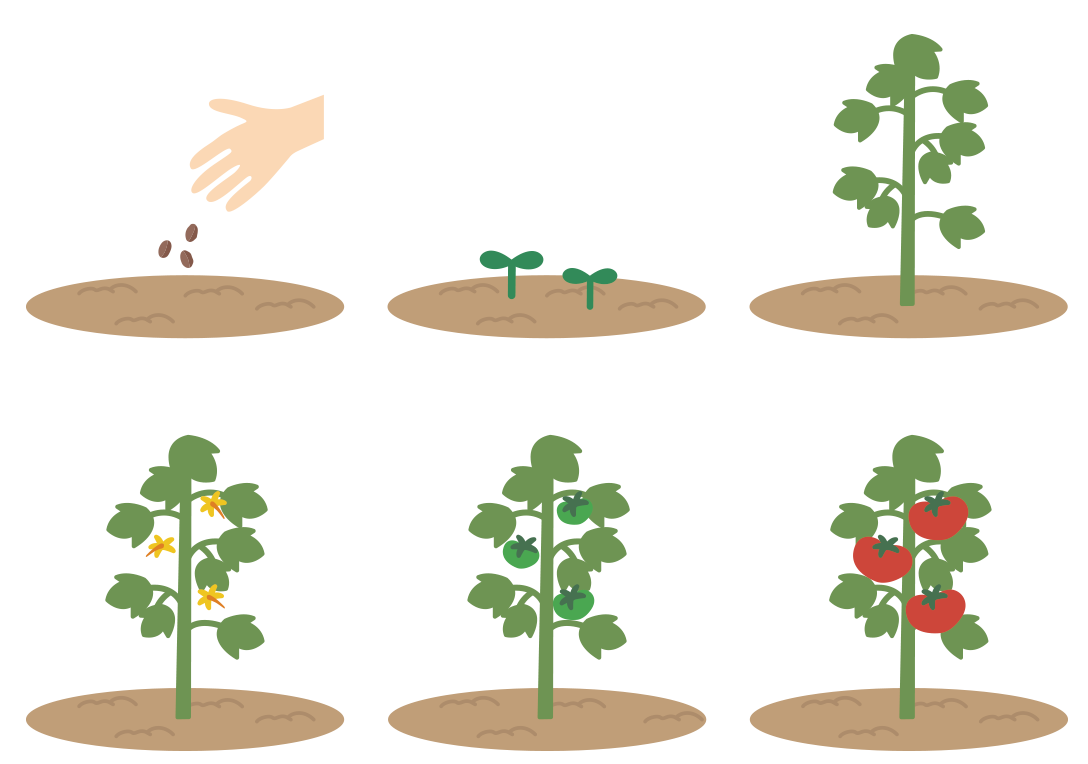 植物の成長を表したイラスト
