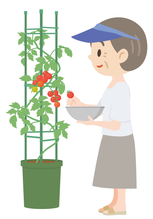トマトを収穫する女性のイラスト