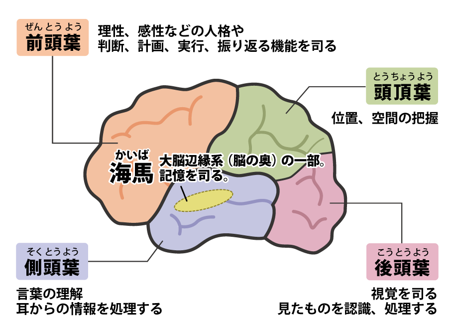 脳がダメージを受けた場所によって症状は変わる 海馬：大脳辺縁系（脳の奥）の一部/記憶を司る・前頭葉：理性、感性などの人格や判断、計画、実行、振り返る機能を司る 頭頂葉（とうちょうよう）：位置、空間の把握・後頭葉（こうとうよう）：視覚を司る/見たものを認識、処理する 側頭葉：言葉の理解/耳からの情報を処理する