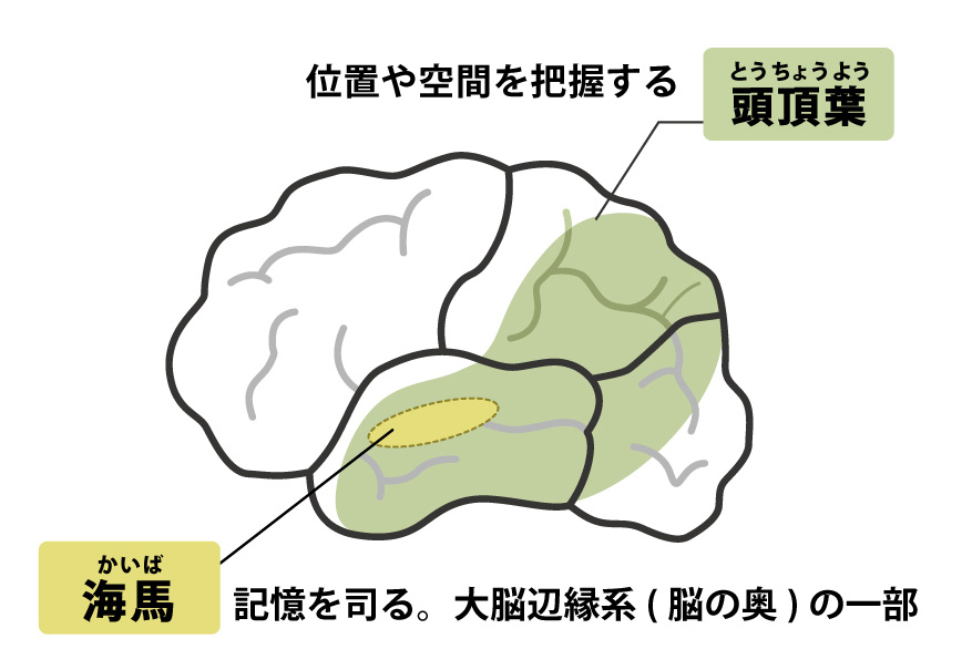 アルツハイマー型認知症頭頂葉（とうちょうよう）：位置や空間を把握する 海馬：記憶を司る/大脳辺縁系（脳の奥）の一部